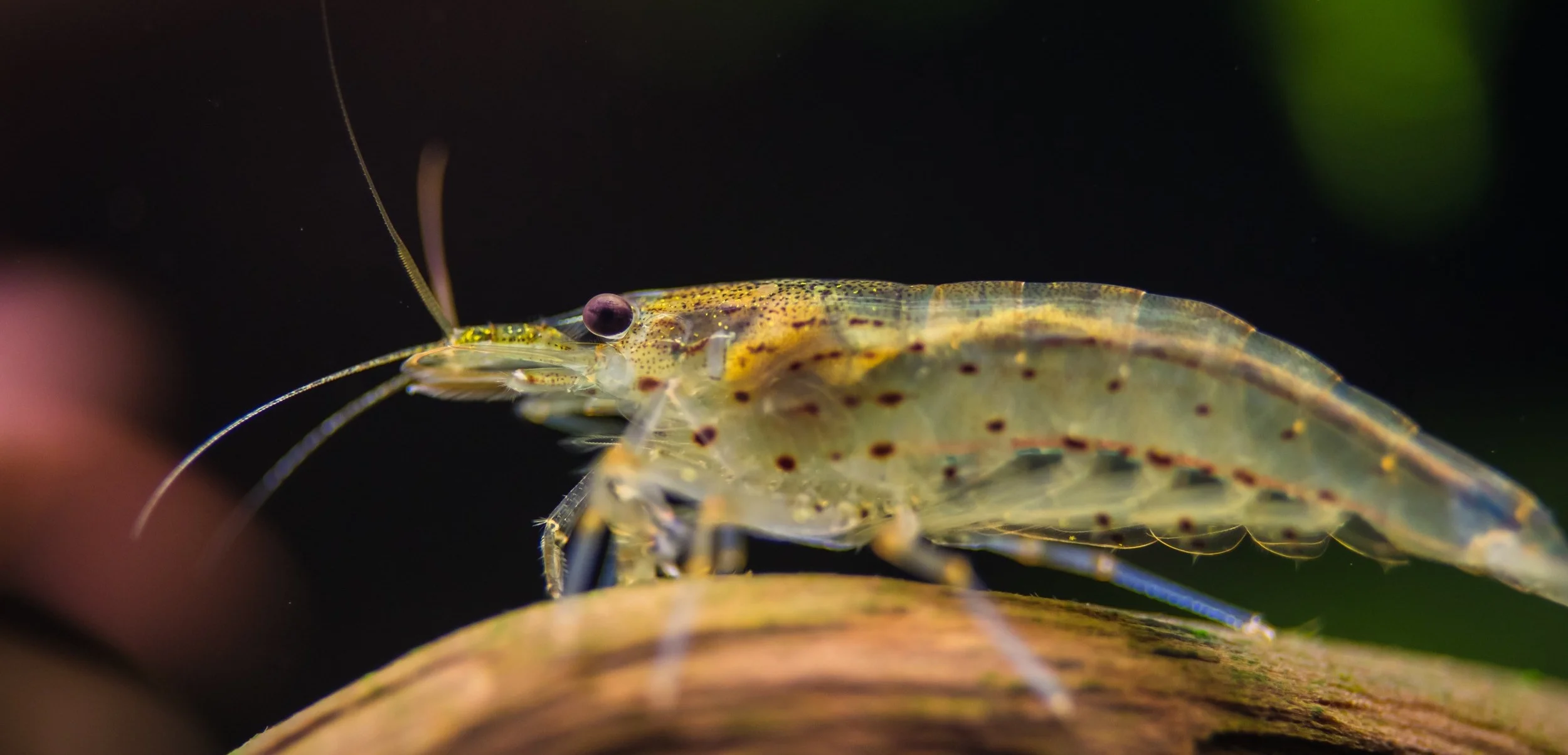 shrimp.jpg