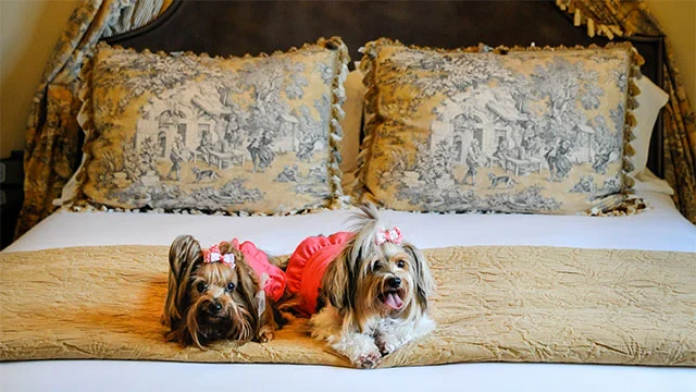 dogs laying on bed
