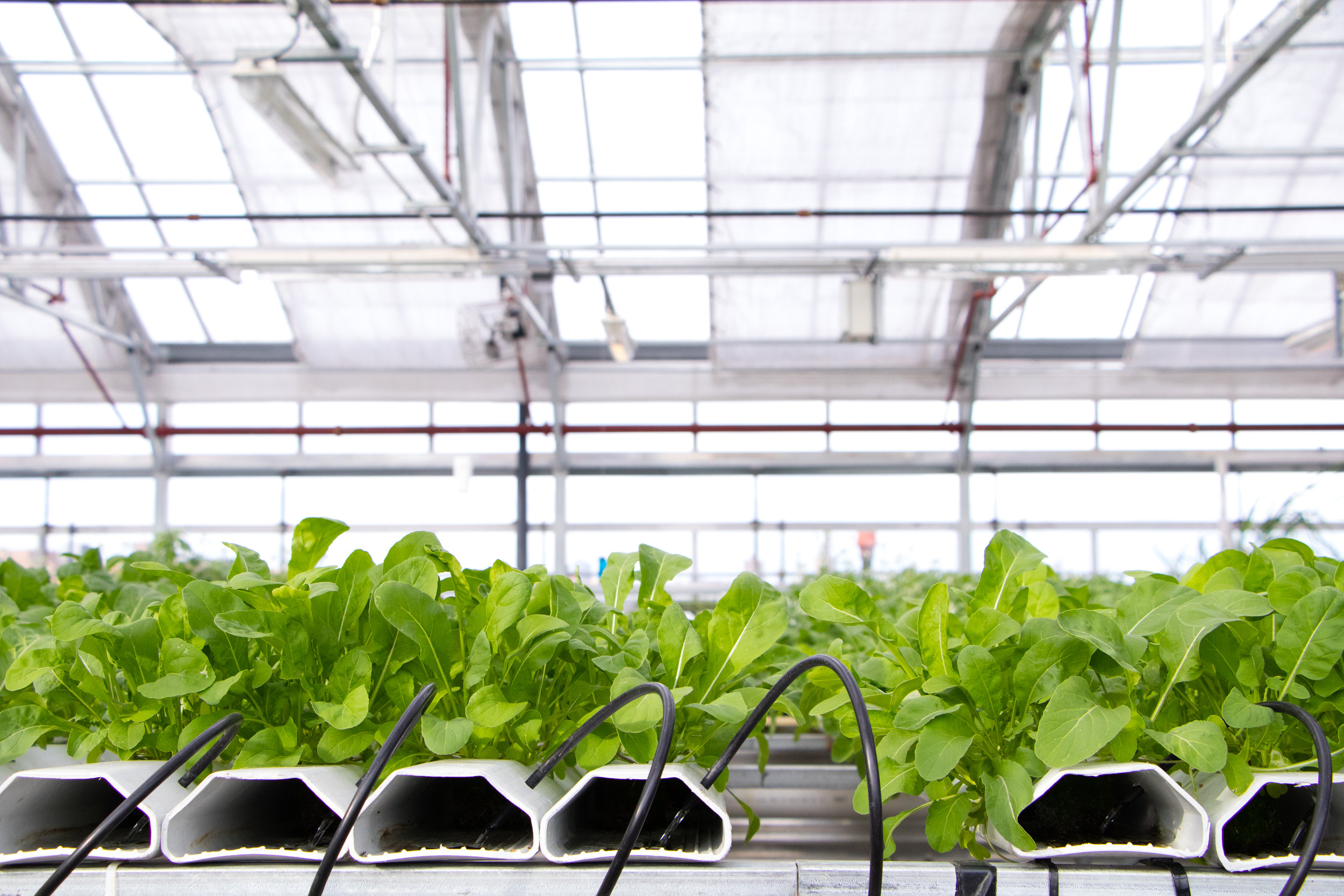 Agtech 9_21-50.JPG