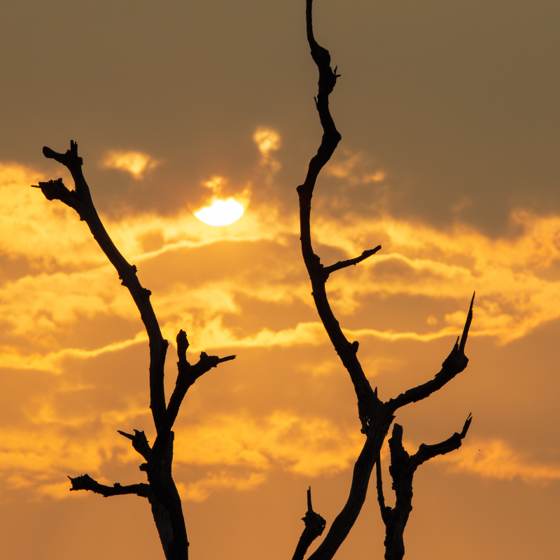 El Niño and the Cold Chain in 2026