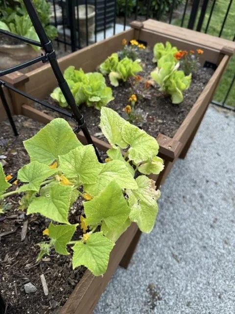 Cucumber plants and marigolds in raised cedar garden bed Nashville