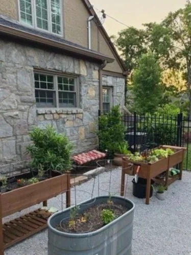 My Tomato Leaves Are Yellowing — Here's What I'm Trying (And What You Should Too)