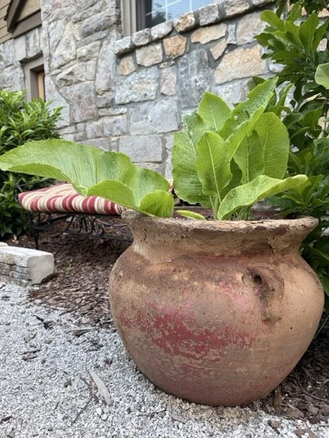 Horseradish plant growing in large terracotta pot Nashville spring garden