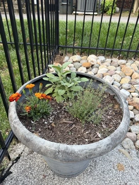 Marigolds and herbs in stone planter used for companion planting Nashville garden