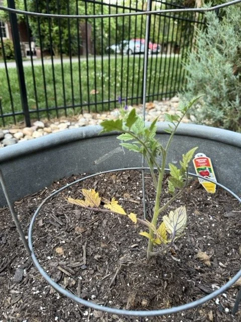 Tomato plant with yellowing lower leaves in stock tank planter Nashville garden