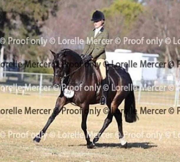 Horses For Sale — Sutton Farm