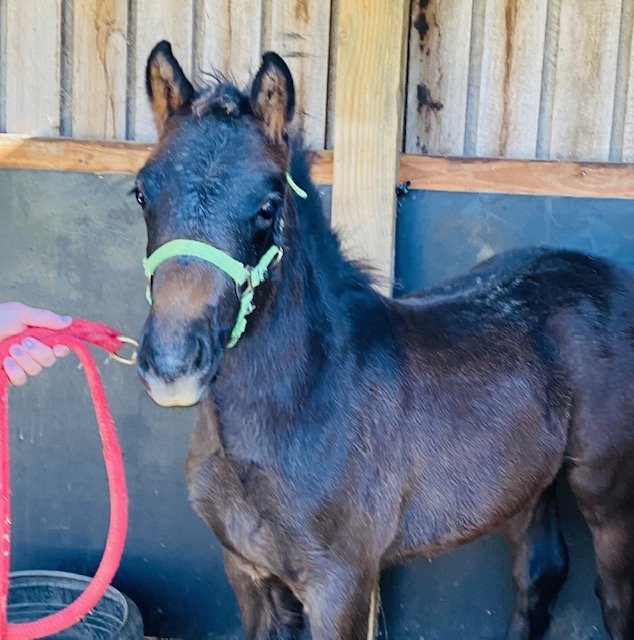 Horses For Sale — Sutton Farm
