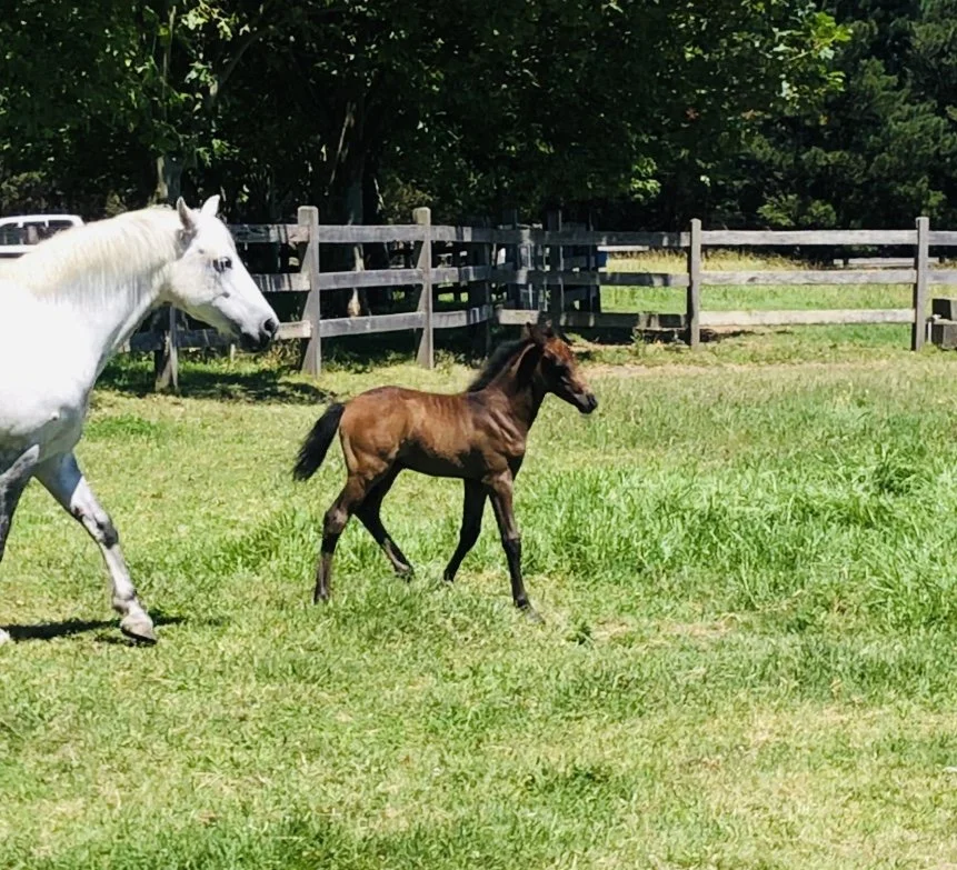 Horses For Sale — Sutton Farm