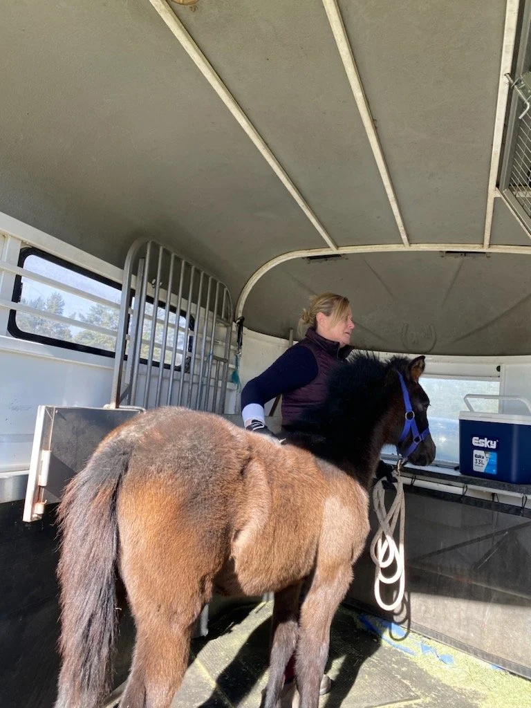 Horses For Sale — Sutton Farm