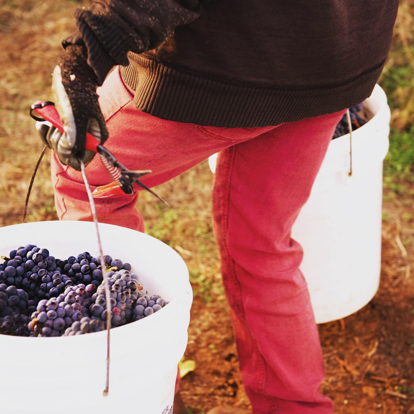 Did you know?! 
When you purchase a case or bottle of 2013 Strandline Pinot Noir, that 50 % of proceeds go to our favorite organization, @ahivoyoregon ? 
We are honored to work with such an amazing and important group of people. 
To take a look at wh