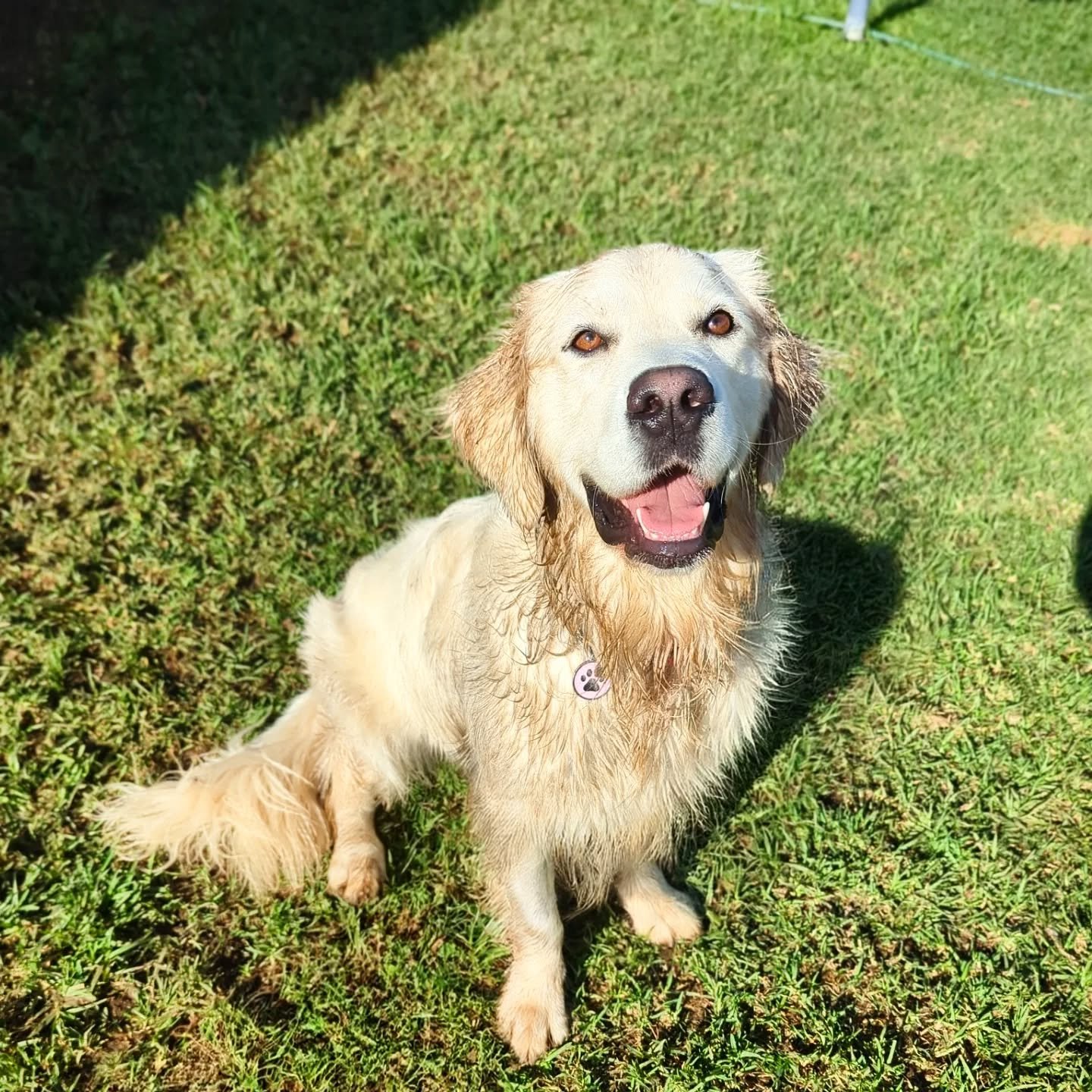 April Client of the Month goes to&hellip;

Congratulations Rebecca &amp; Raven ⭐

Raven and Rebecca started training with us when she was a wee 12 week old puppy! Rebecca was a first time dog owner and just wanted to do the right thing by Raven. Over