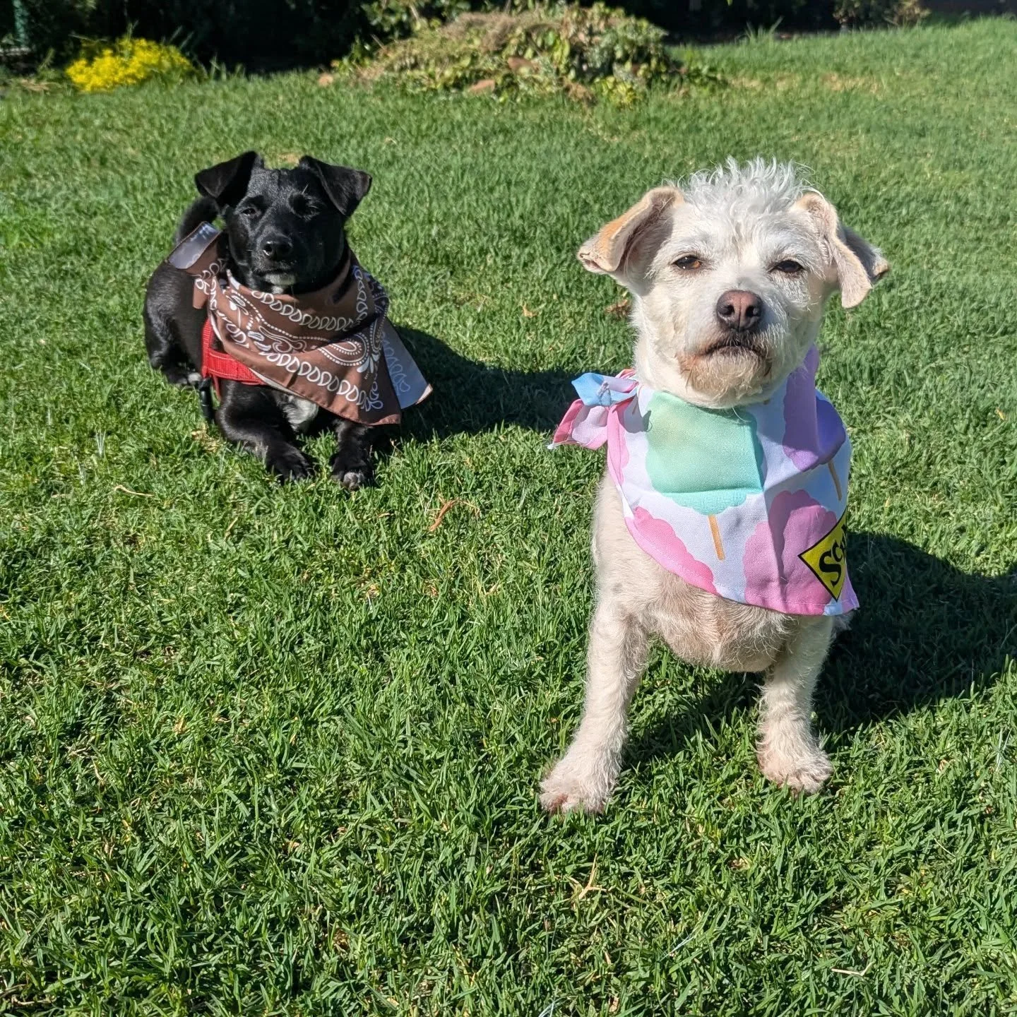 Wednesday Happy Snaps 📸🐾

#dogsoftheday #dogsofinstagram #doggydaycare #dogslife #dogpack #sitstayplaypetservices #campbelltown #camden #sydneydogtrainer #dogtrainer