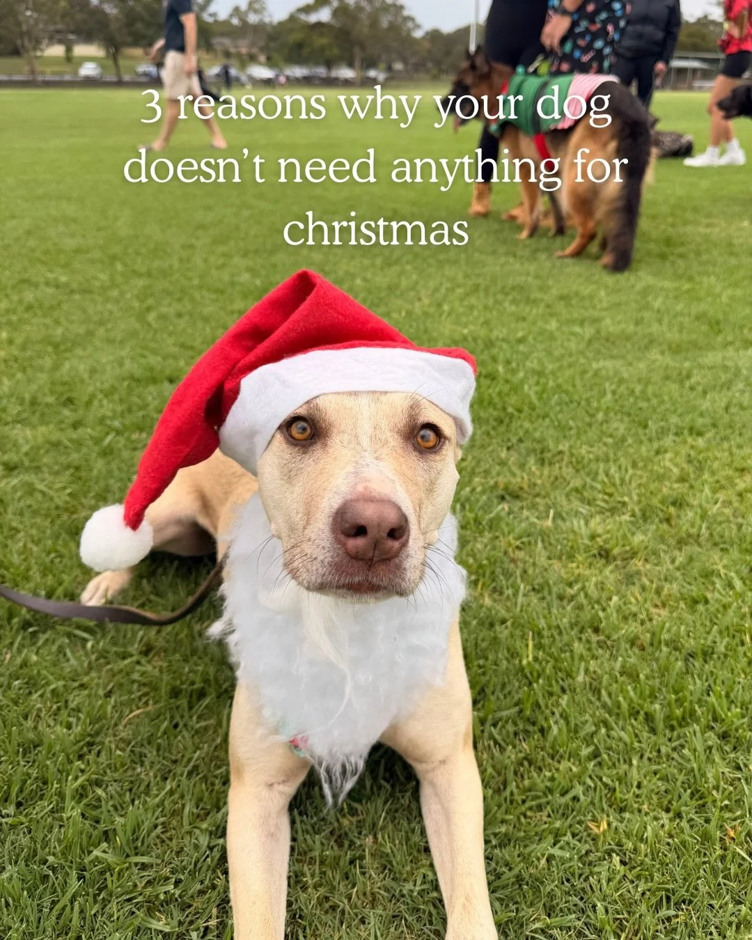 Wait why&rsquo;d you scroll tho 

#dogsofinstagram #dogtrainer #santa #christmas