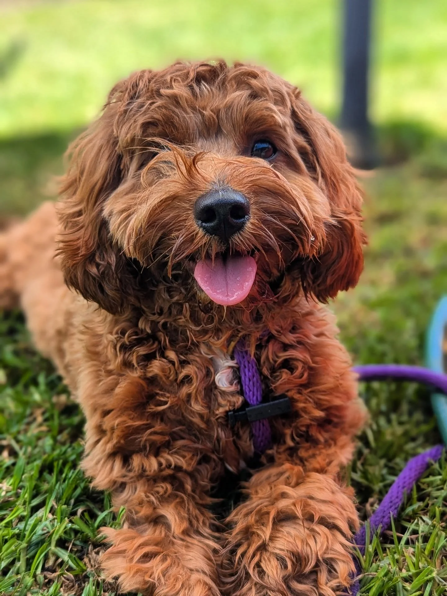 Some Wednesday Happy Snaps 📷

#dogsofinstagram #dogpack #sitstayplaypetservices #petservices #camdennsw