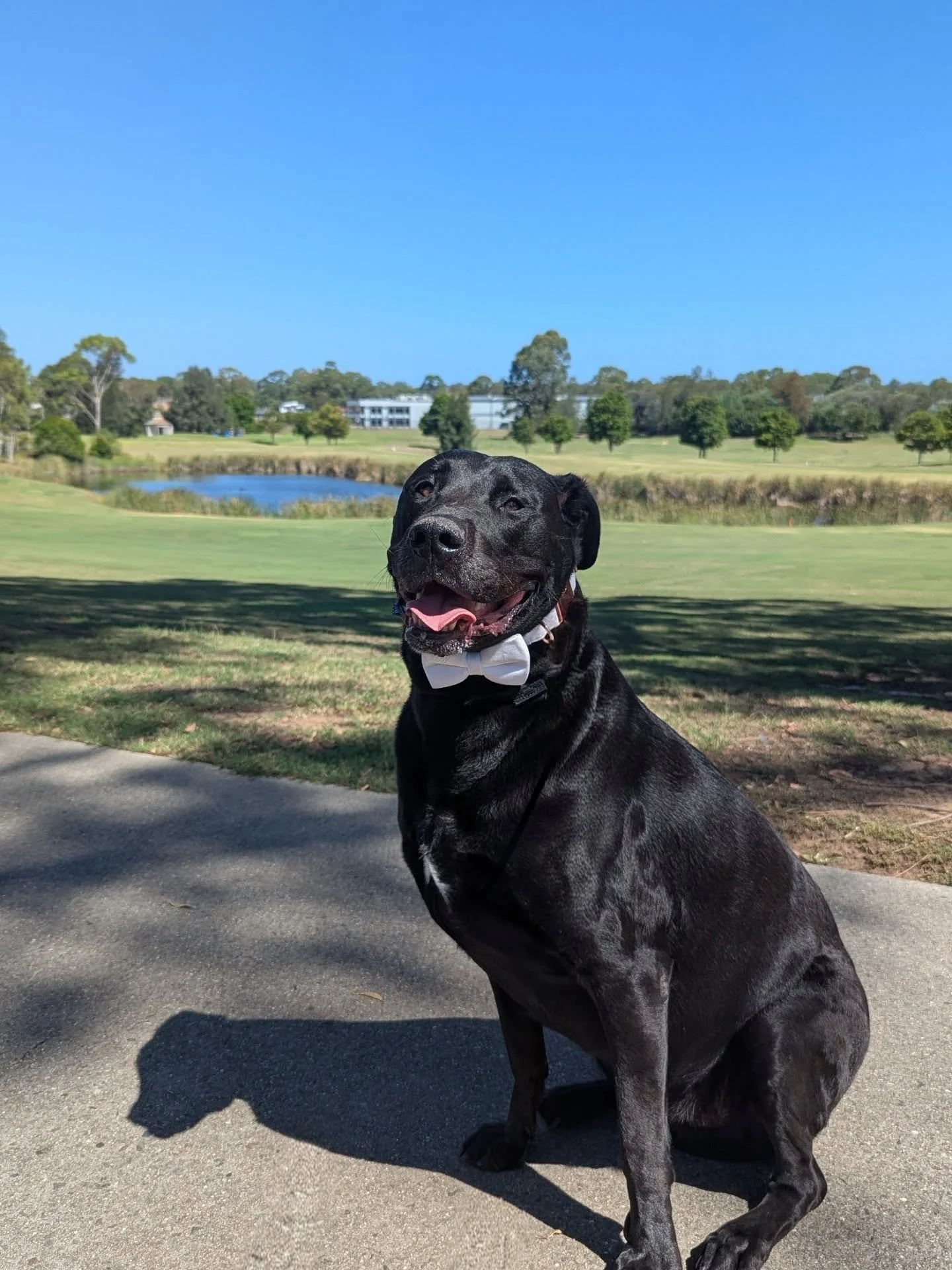 💒 Our first wedding of the year, 24.01.2026

A big congratulations to Betty and Chris, what a beautiful wedding it was.

🐶 Caring for this big gentle giant, Mikey was an absolute dream. 

I count my lucky stars that this gets to be my job! Sharing 