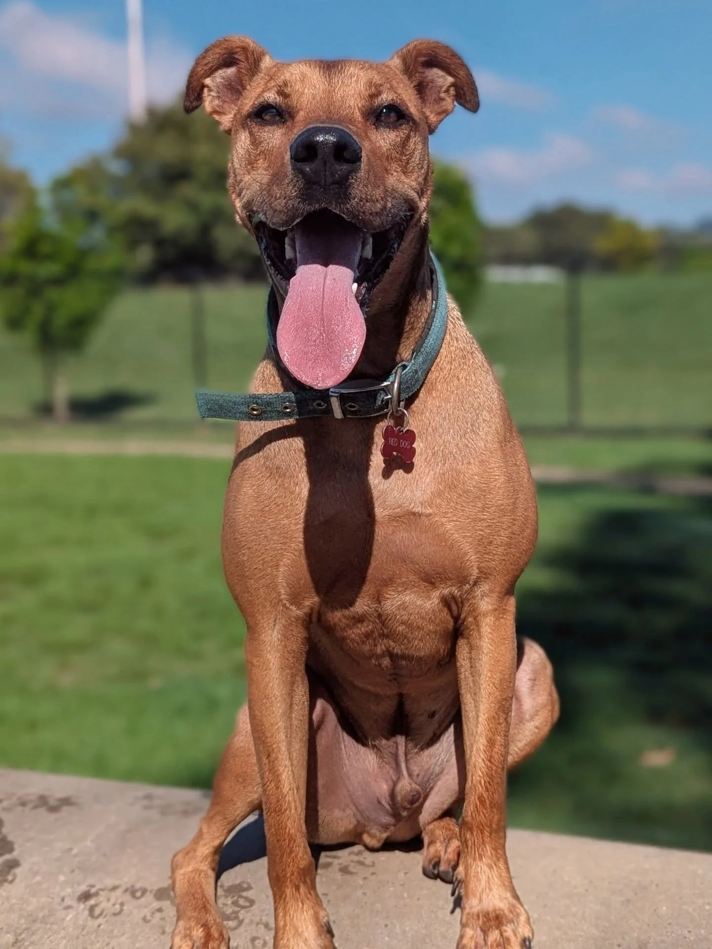 Wednesdays Happy Snaps Celebrating our Stromi girls birthday 🎈🎂

#doggydaycare #dogsofinstagram #dogslovers #dogwalkers #dogstagram