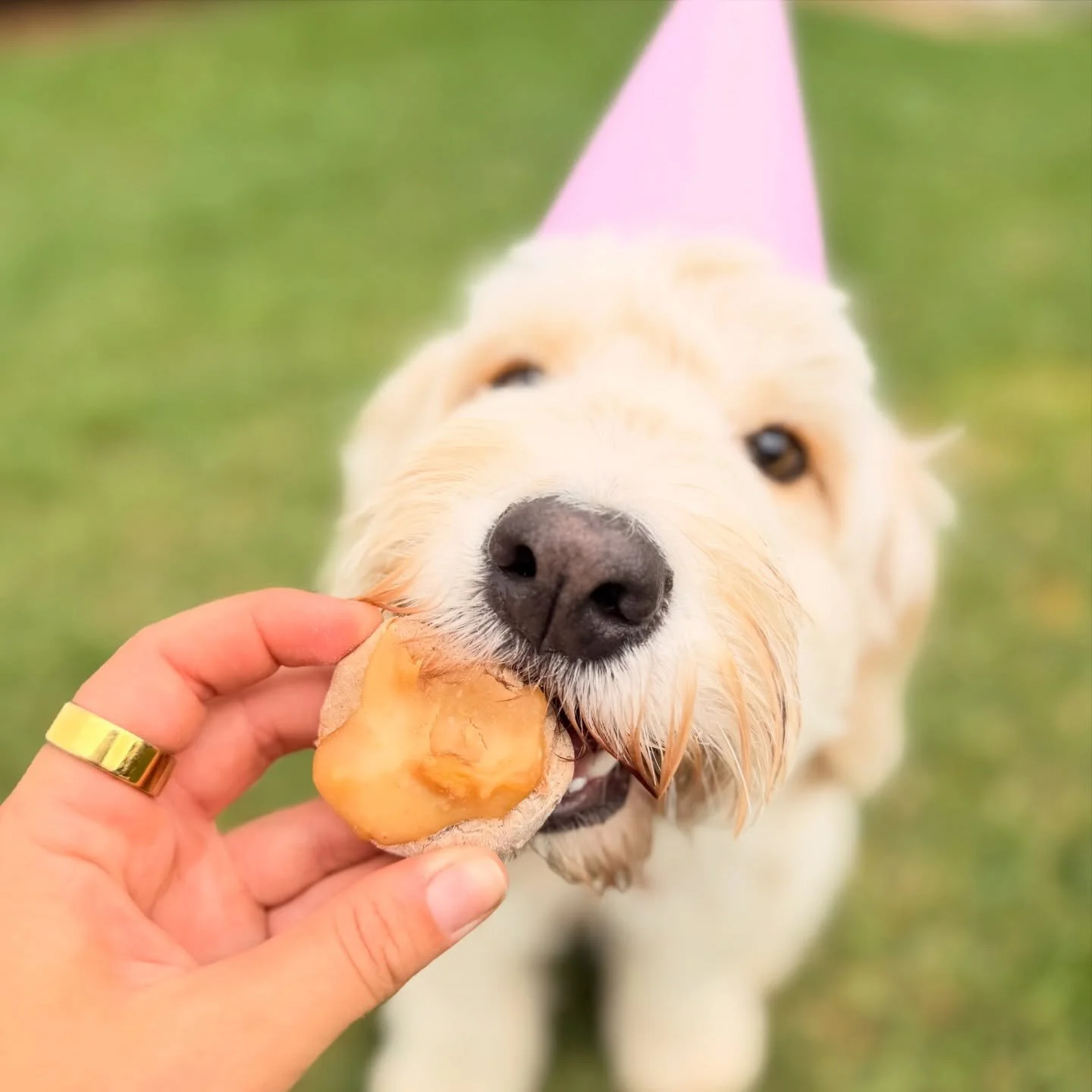Birthday cookies for the birthday girl @honeythebordoodle 

Happy birthday Honey!!! 🍯🐝