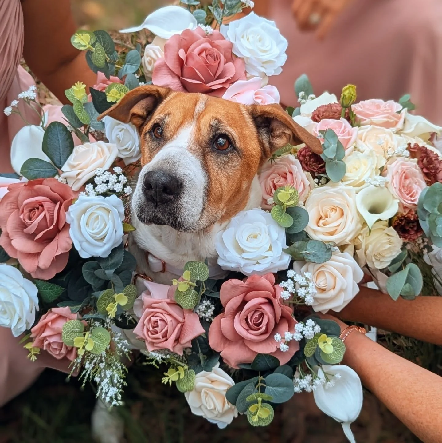 POV: You refused to get married without your dog there&hellip; 🐾💍

And honestly, it made the day even more perfect.
Turbo was the sweetest girl and such a special part of Hannah &amp; Graham&rsquo;s beautiful wedding. From photos to cuddles, she ha