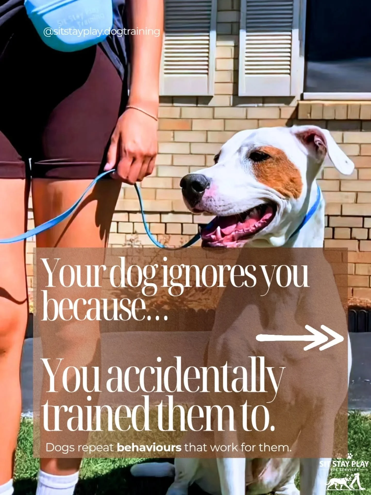 Unpopular opinion: Your dog isn&rsquo;t stubborn.....

They&rsquo;re just confused.

When commands are repeated, negotiated, or optional&hellip;

Dogs learn they don&rsquo;t really matter.

Good training isn&rsquo;t about control.

It&rsquo;s about c