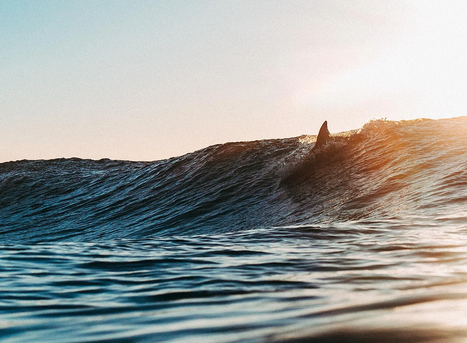 SUNDAY_SURF-image.jpg