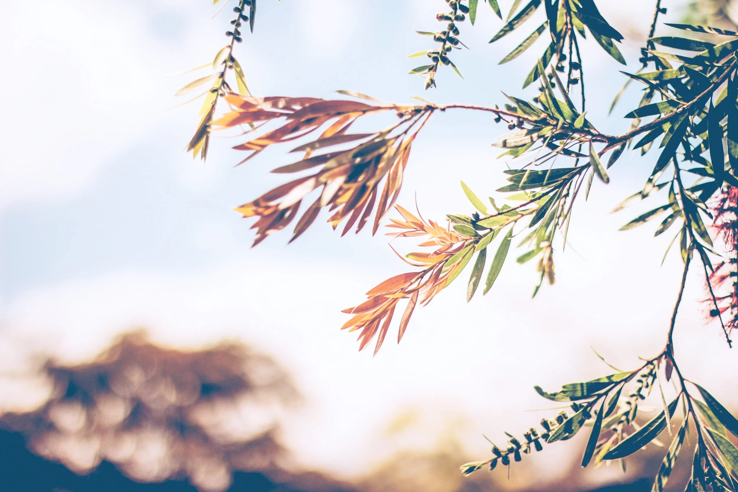 leaves-autumnal.jpg