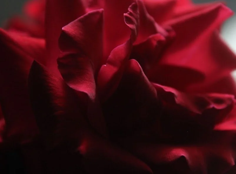 shirley-ann-aphrodite-red-rose.jpg