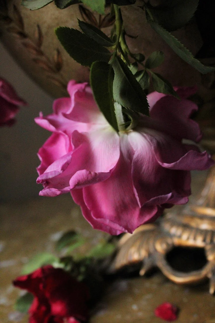 The Five Petals Of This Rose