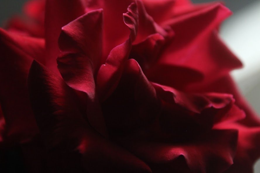 shirley-ann-aphrodite-red-rose.jpeg