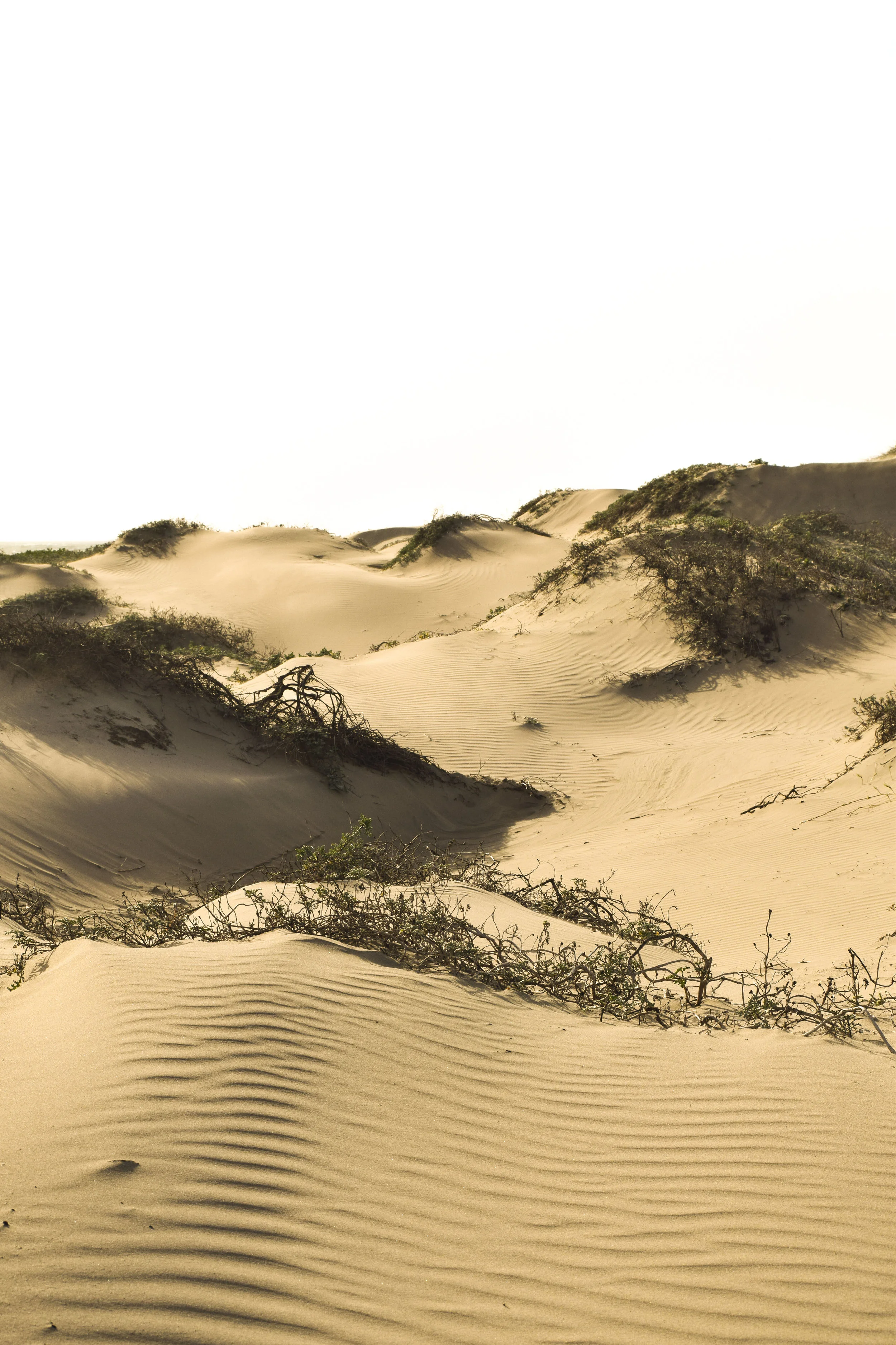 dunes.jpg