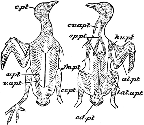 Feather Tracts on a Rock Dove/Feral Pigeon ( Parker, T. Jeffrey, A Manual of Zoology, p. 462)