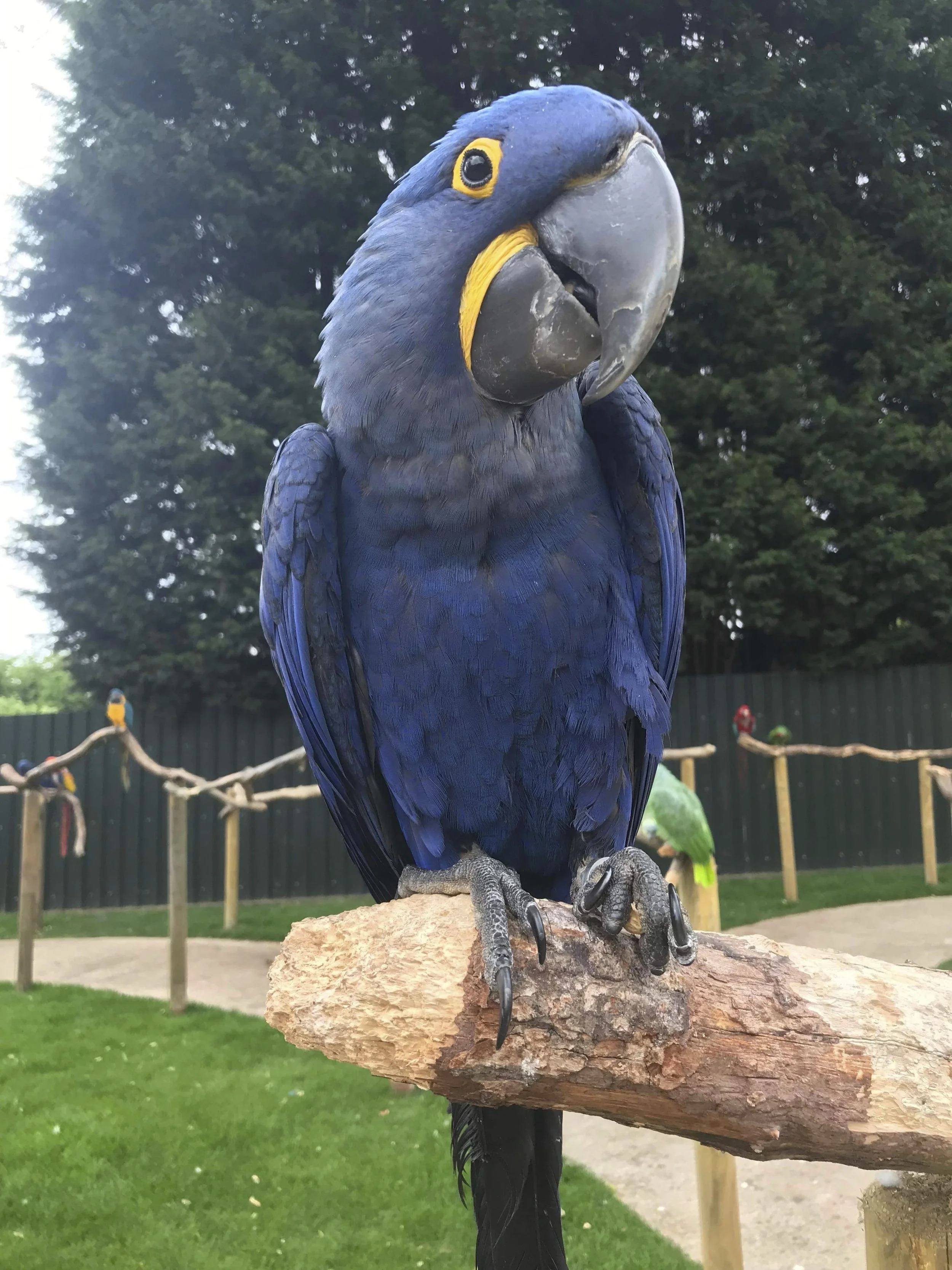 Exotic Pets Feature 