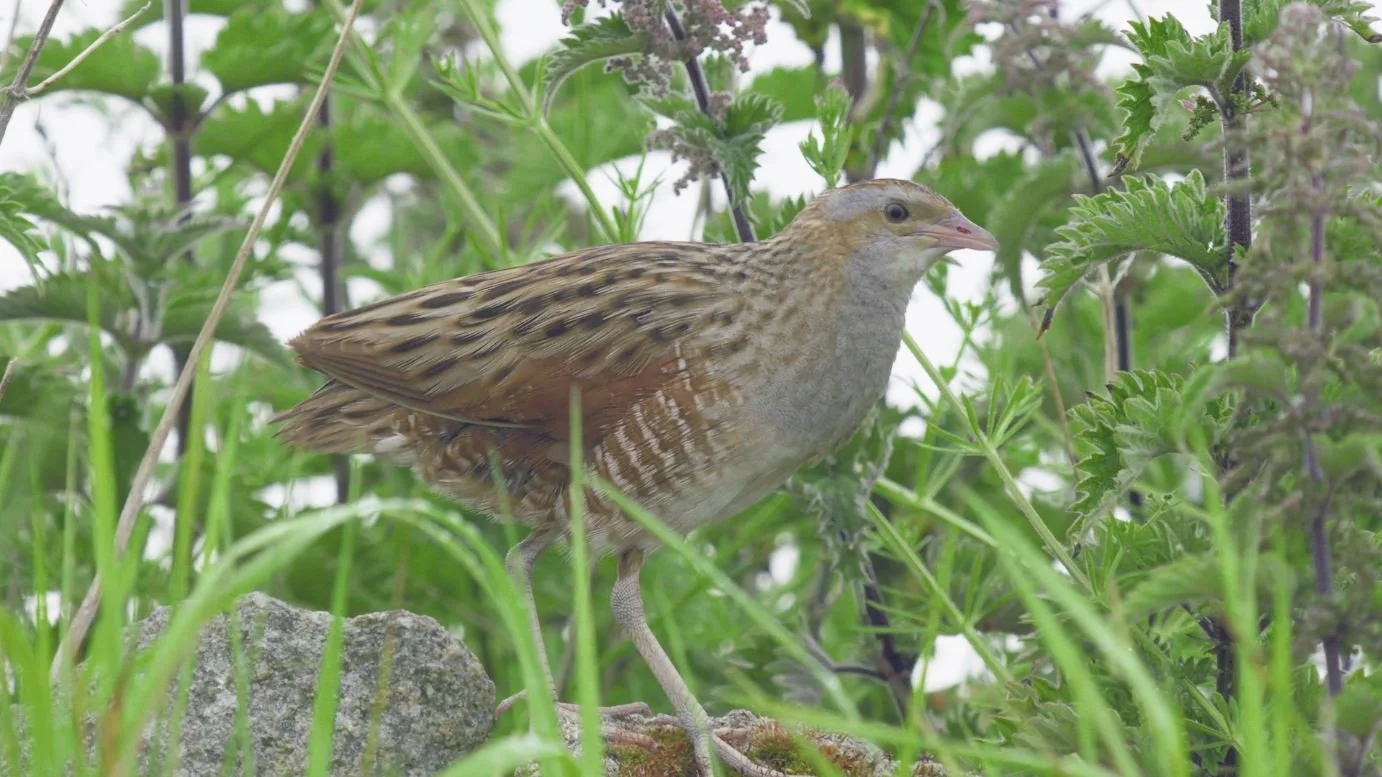 corncrake.JPG