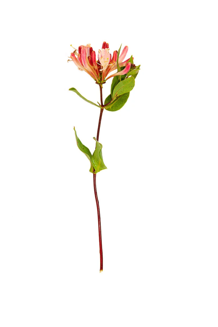 Mod+Botany+Shoot++800copy.jpg
