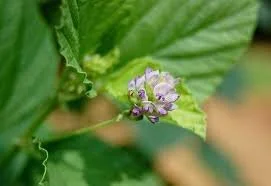 Leaves of Psoralea corylifolia or babchi plant
