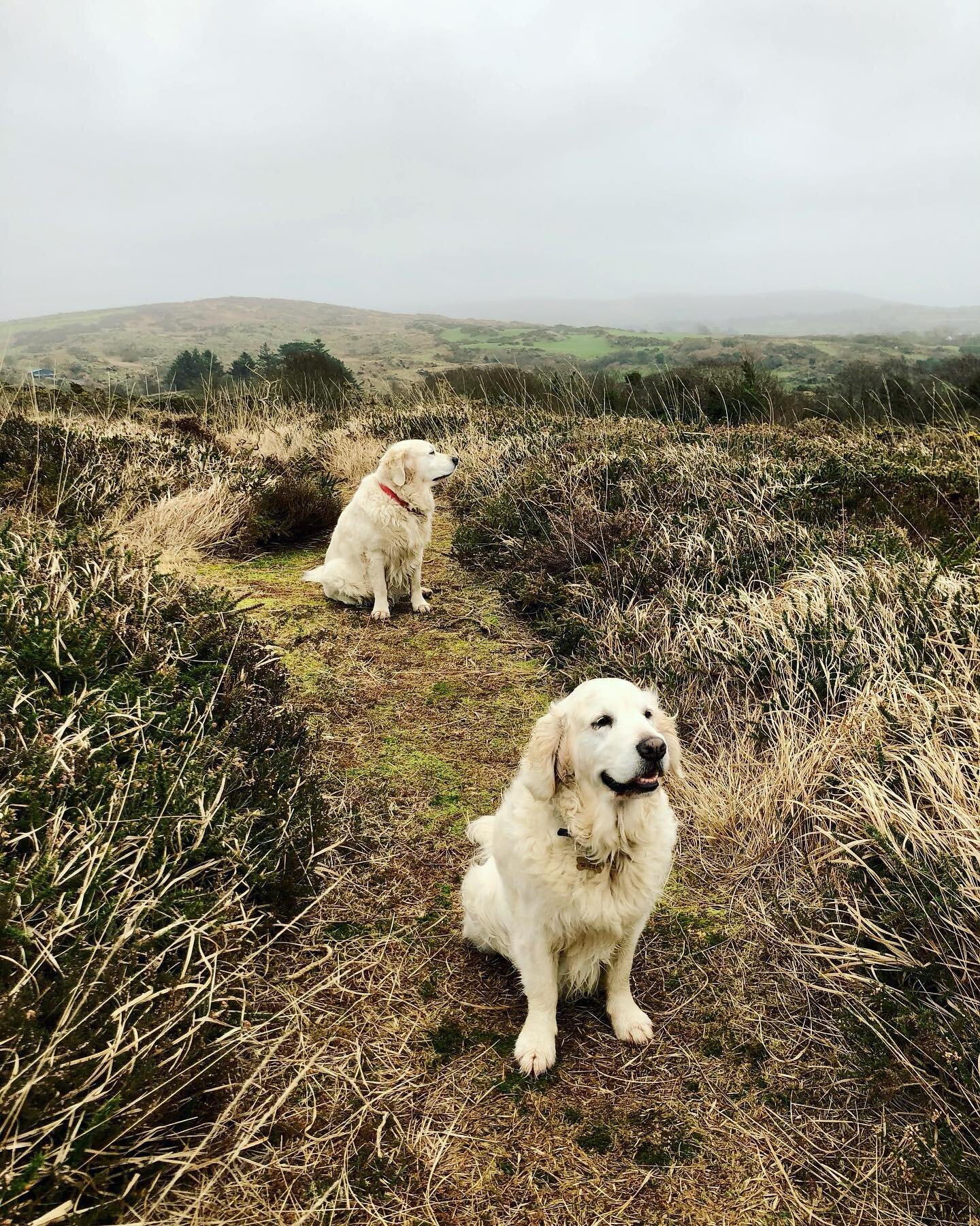 TRUSTED HOUSE &amp; PET SITTER ~ WEST CORK | Beyond delighted to be back in the West Cork studio with these gorgeous new associates. 

We had a wild walk out on the hill overlooking Dunmanus Bay this afternoon, before getting stuck into a bit of work