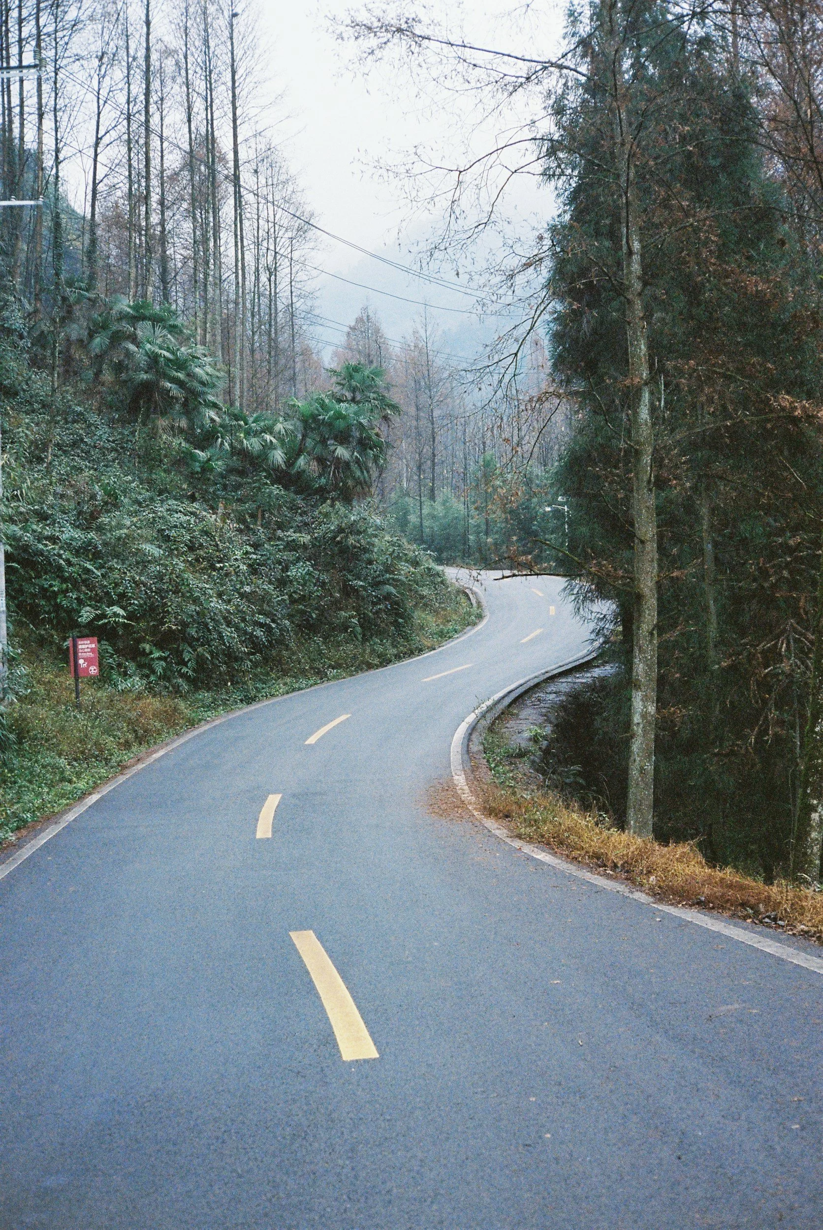 Flight: When Your Nervous System Tries to Escape