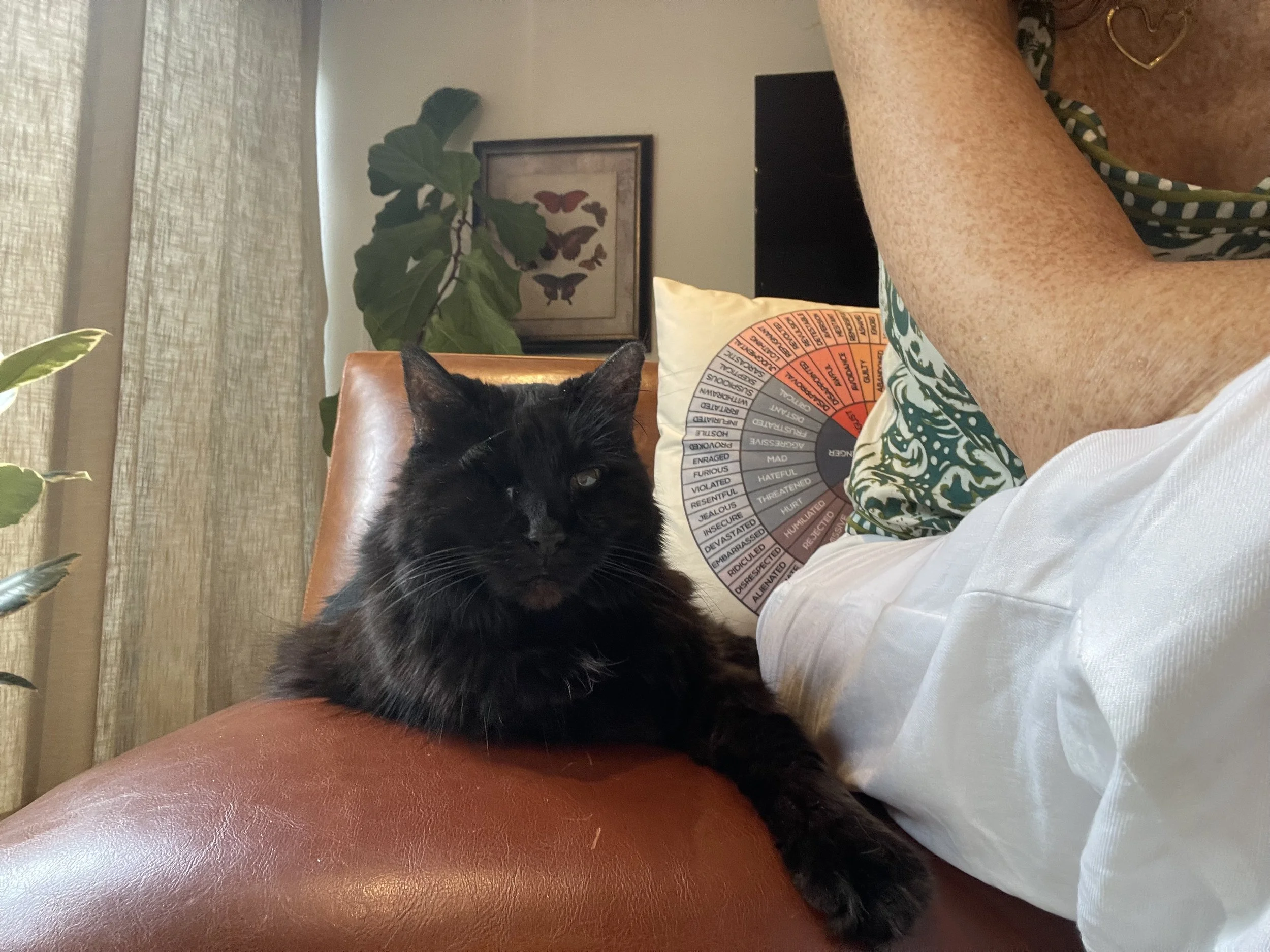 The Quiet Presence of a Pet — and the Grief of Losing Them