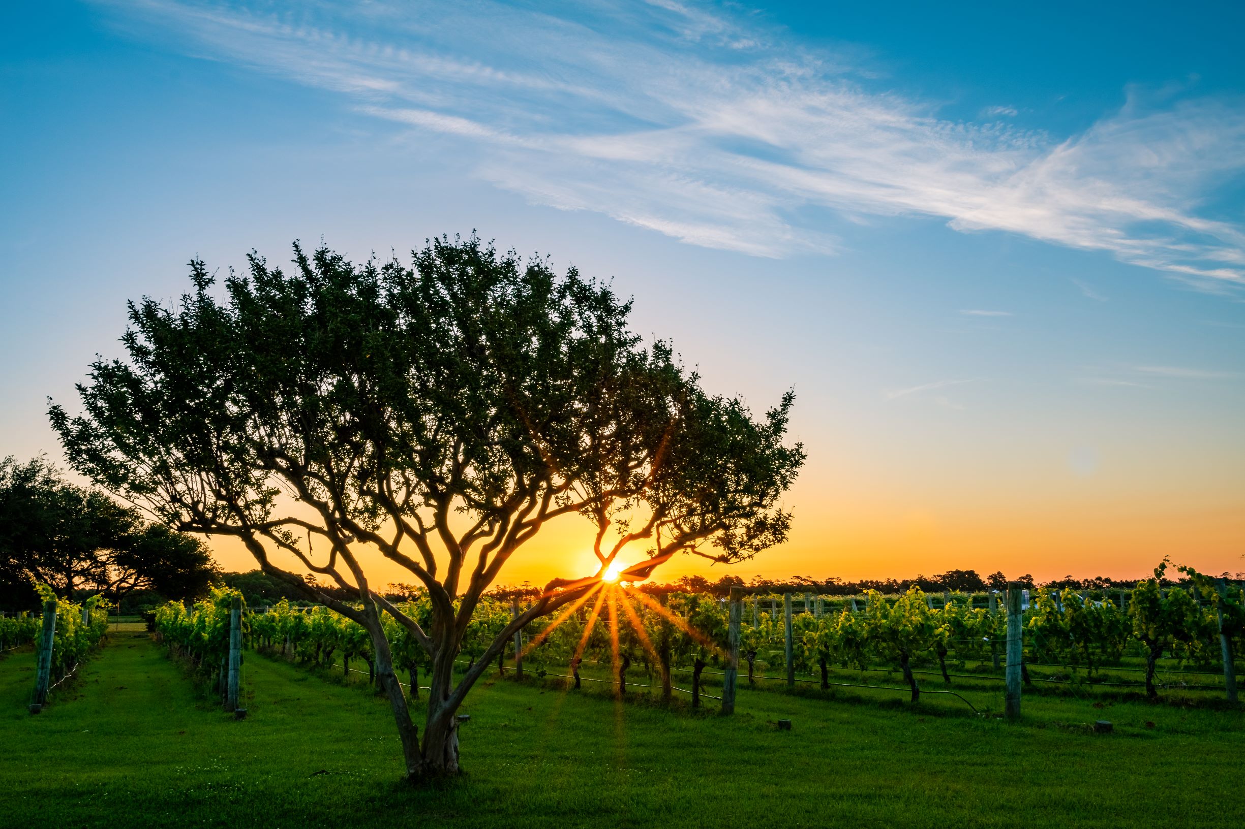 20190604 Vineyards Sunrise001.jpg