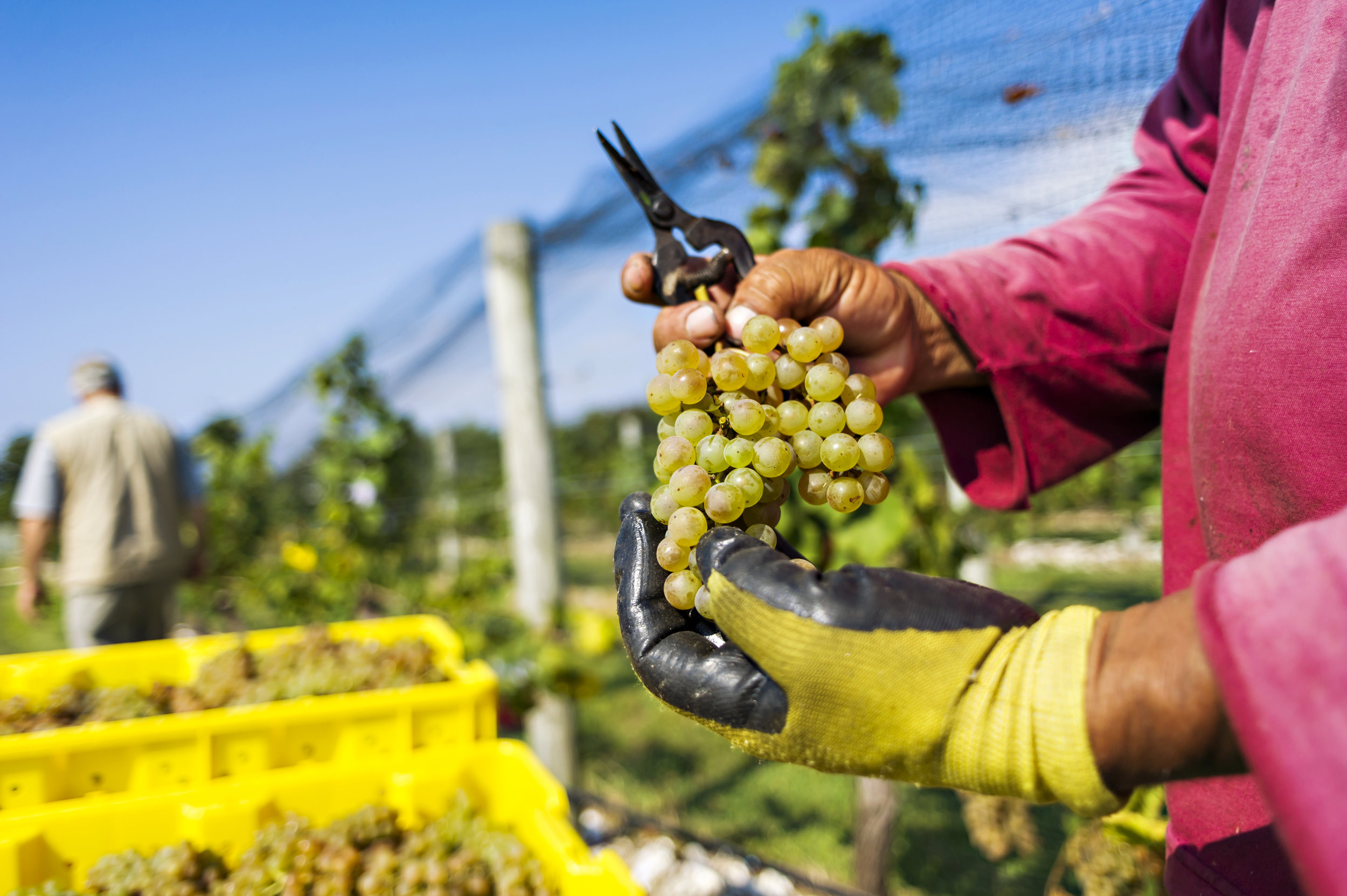 Outer Banks grape harvest at Sanctuary Vineyards