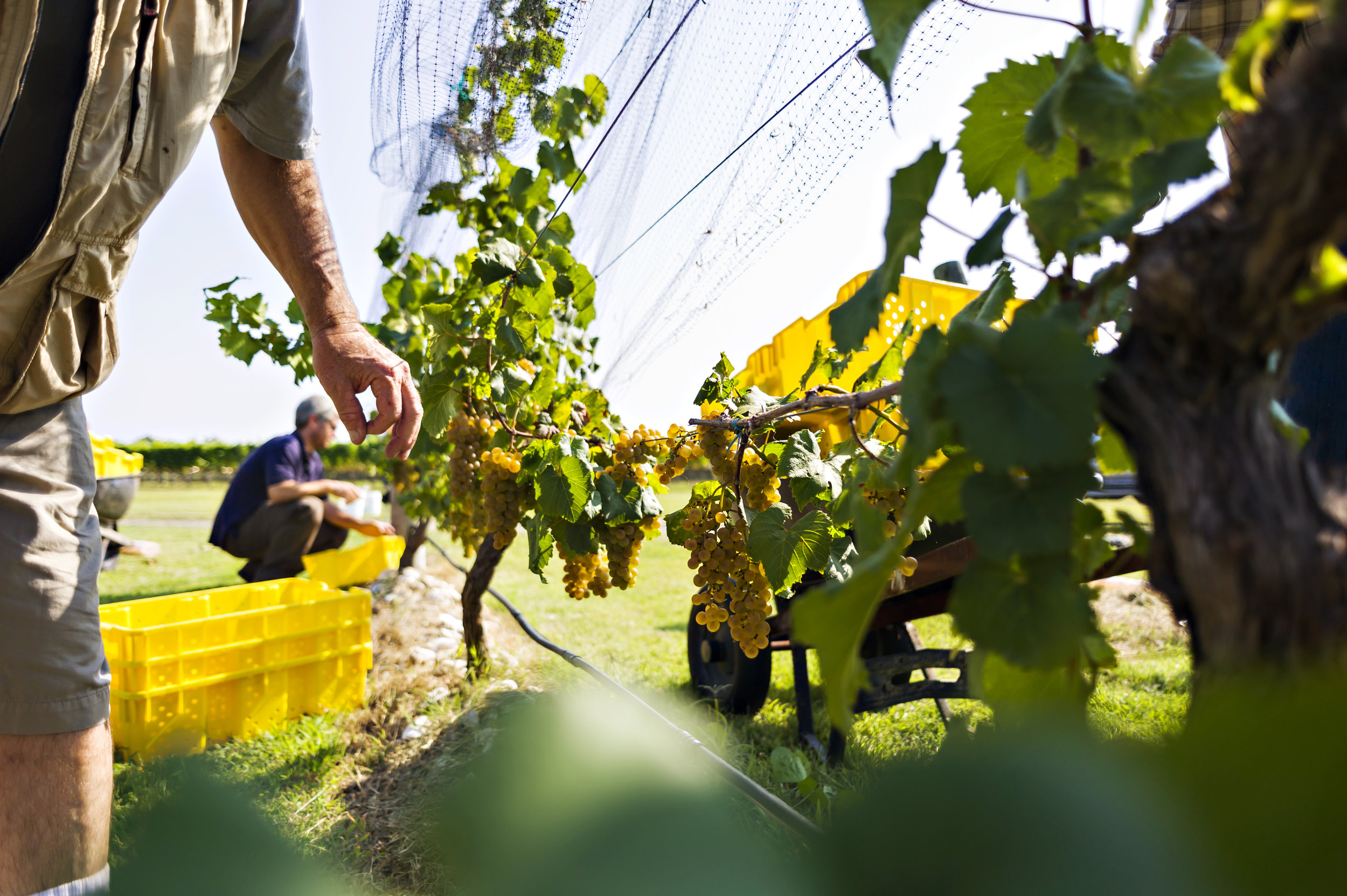 Inspecting the grapes at harvest at Sanctuary Vineyards and Winery. 