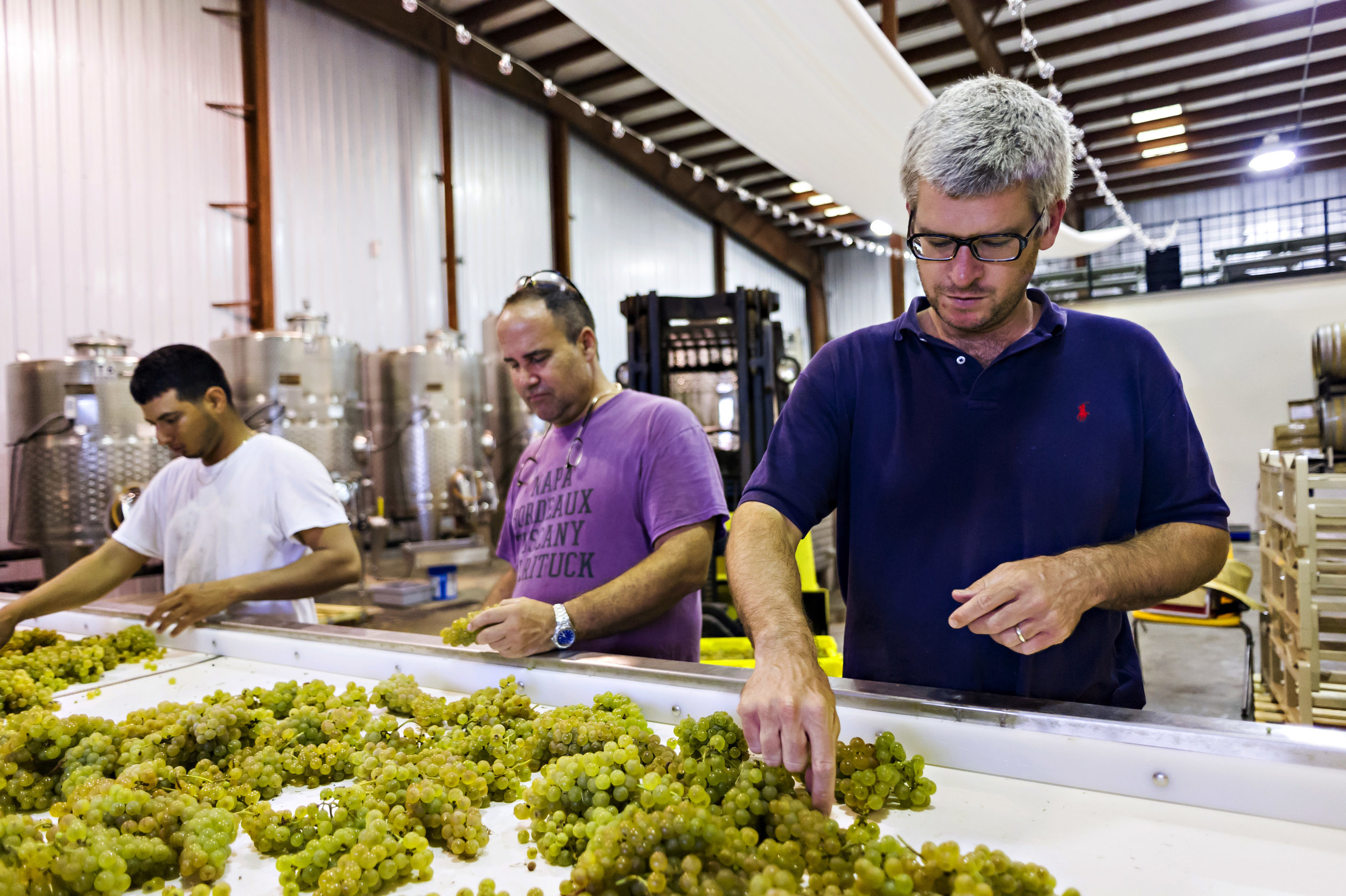 Outer Banks wine makers sort grapes during harvest in Outer Banks Wine Country. 