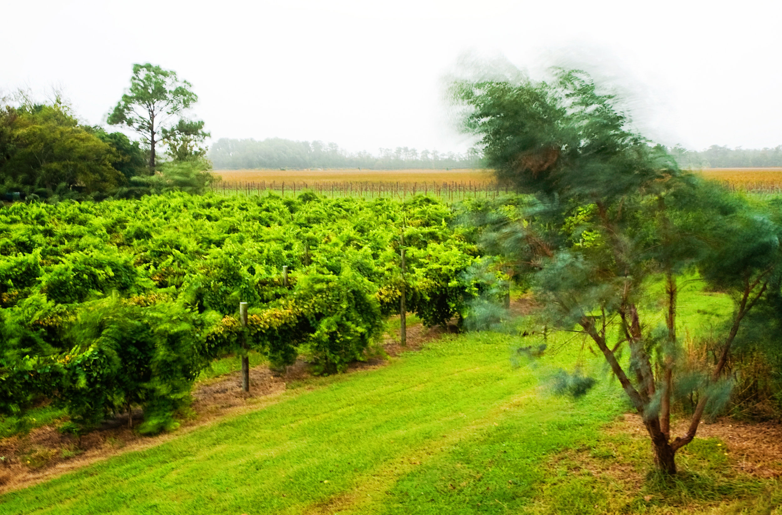Sanctuary Vineyard's muscadine vineyard blows during a hurricane.