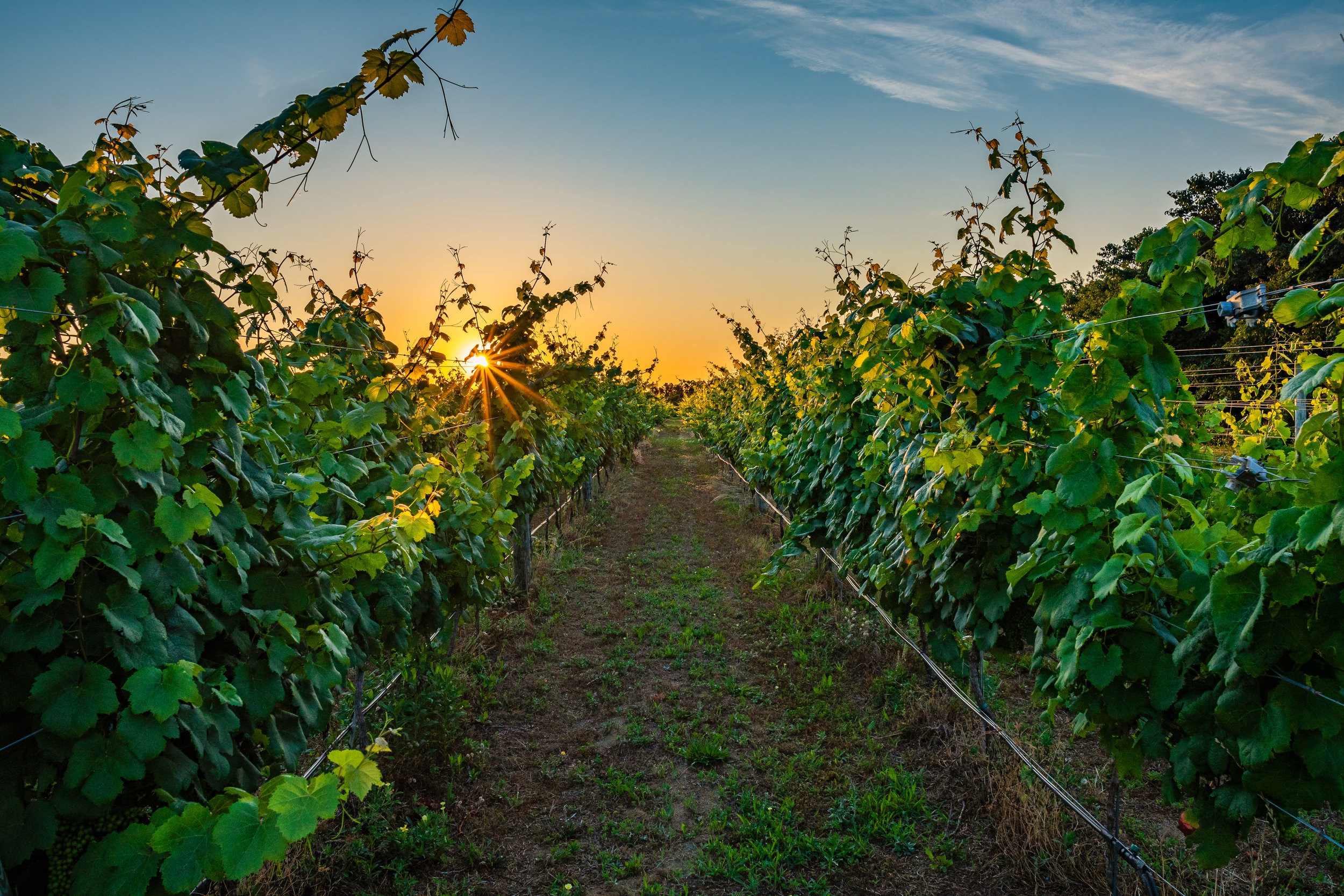 Sunrise photographed through the vineyards at Outer Banks in NC. 