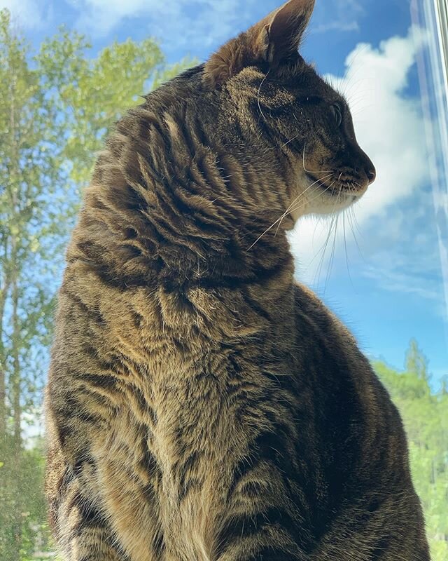 Sometimes you have to stop and enjoy the sunshine with your beautiful cat who never jumps up on the windowsill.