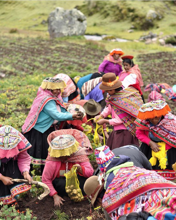 Potato Harvest in Pampacorral, Lares