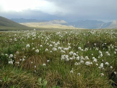 Intern in Alaska with the Northern Alaska Environmental Center