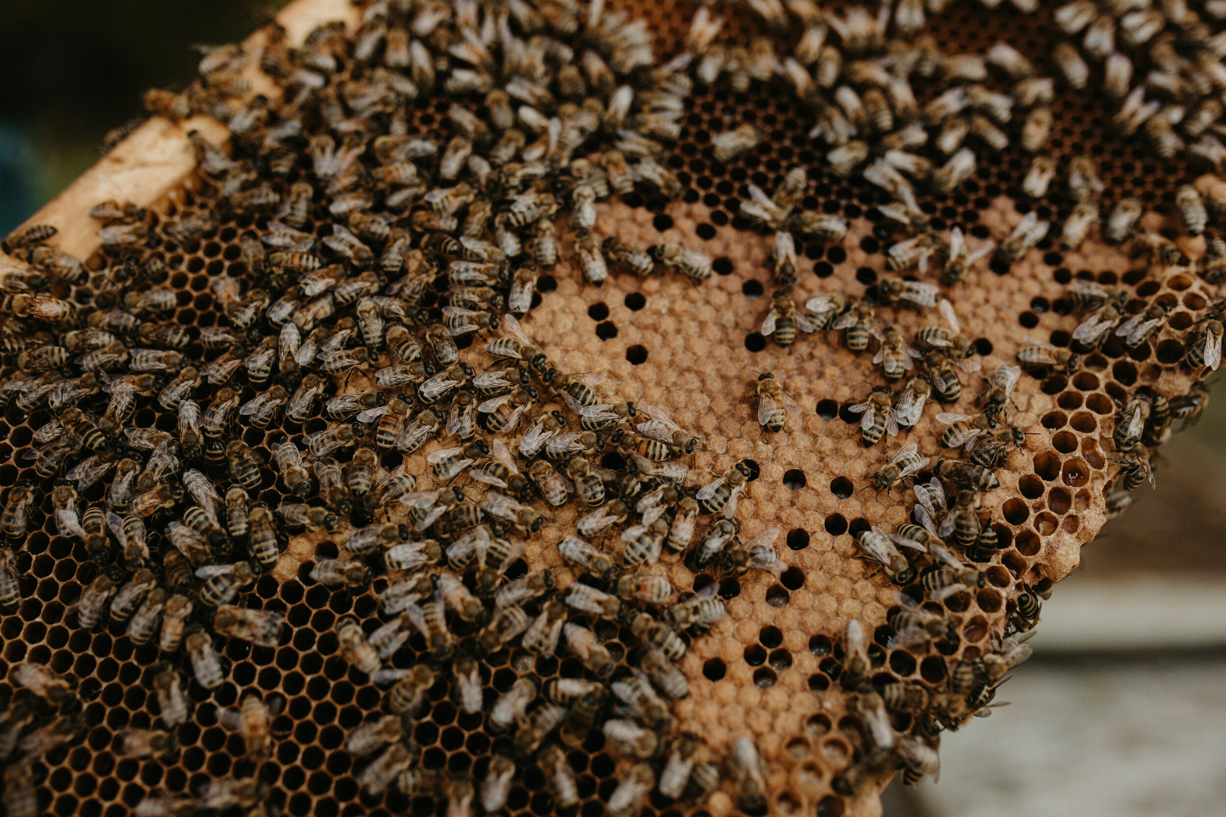 bees015.jpg