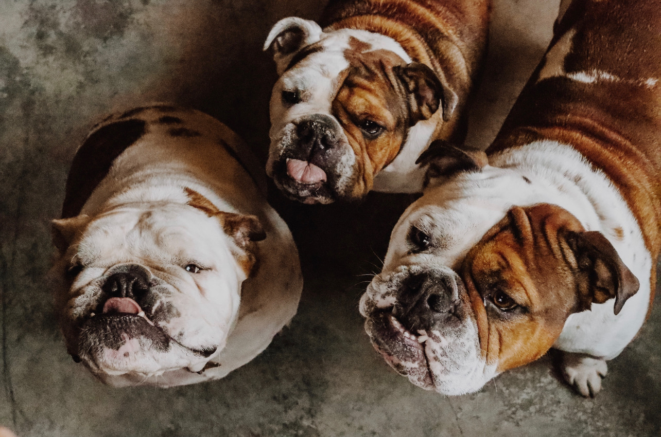 Meet the Fat Head Crew