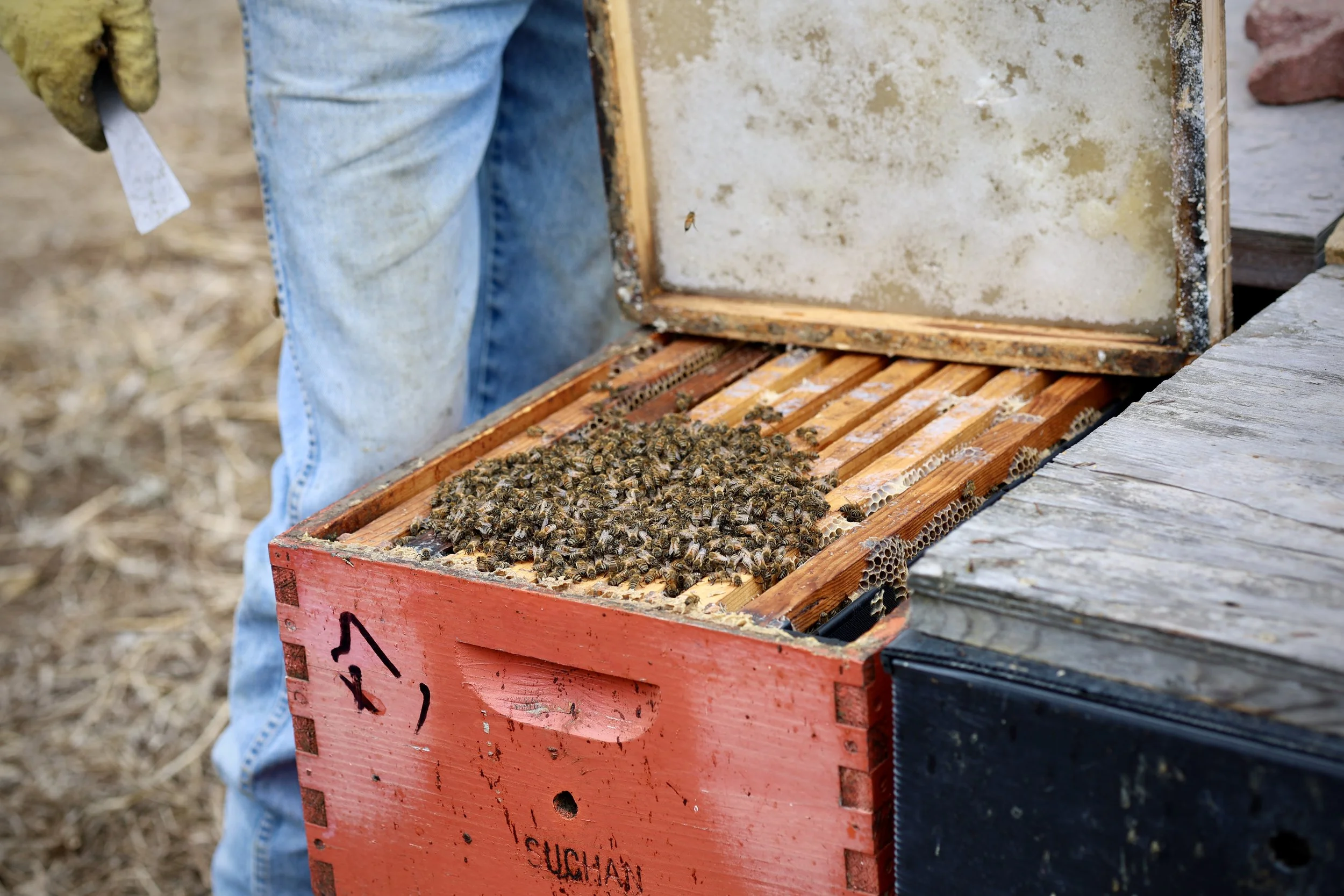 Candy board installed in a honeybee hive as backup food during extended winter conditions.
