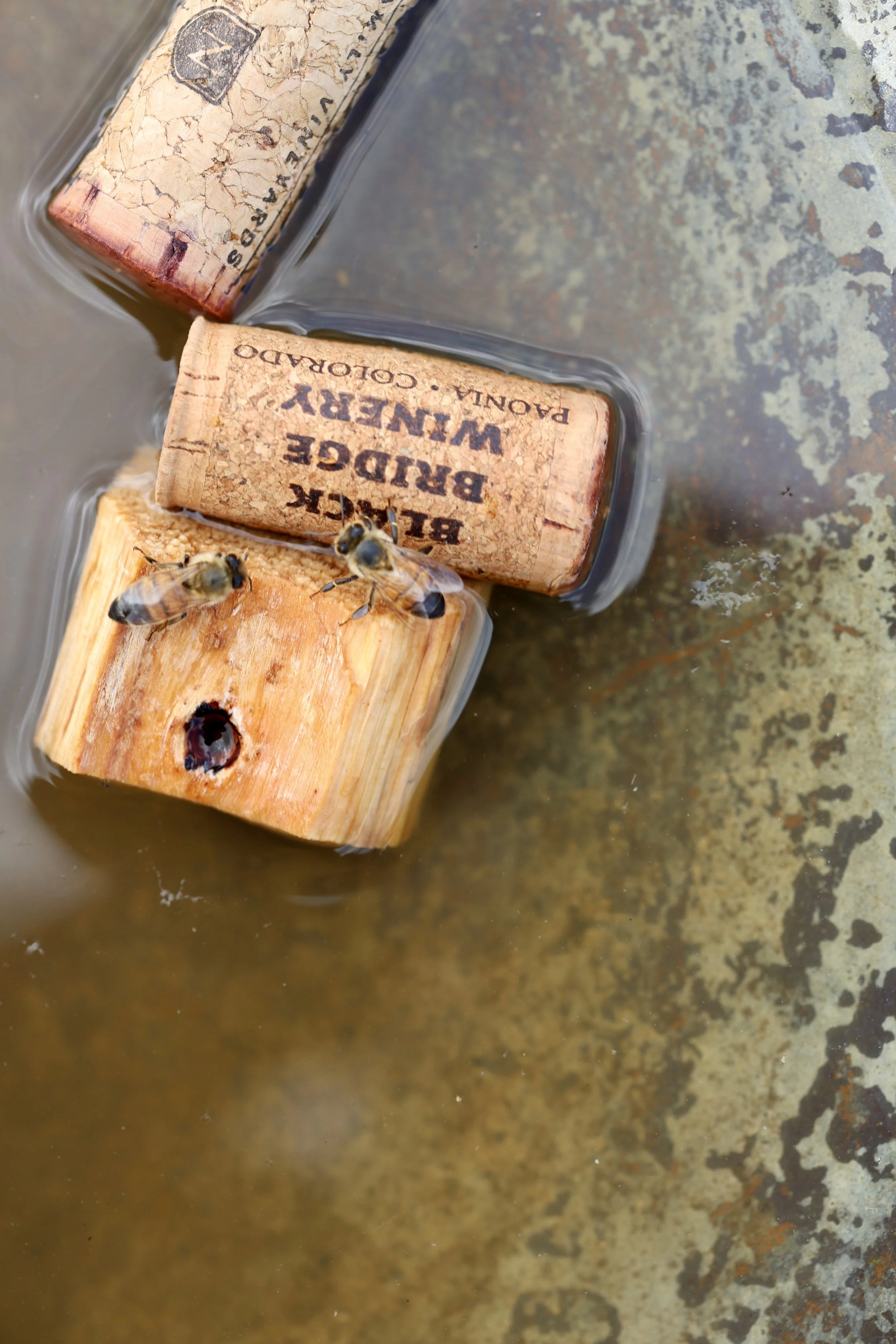 DIY Bee Bath: A Simple Way to Help Pollinators This Summer
